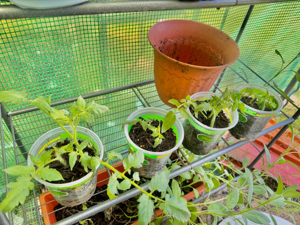 8 tomato suckers being propagated 