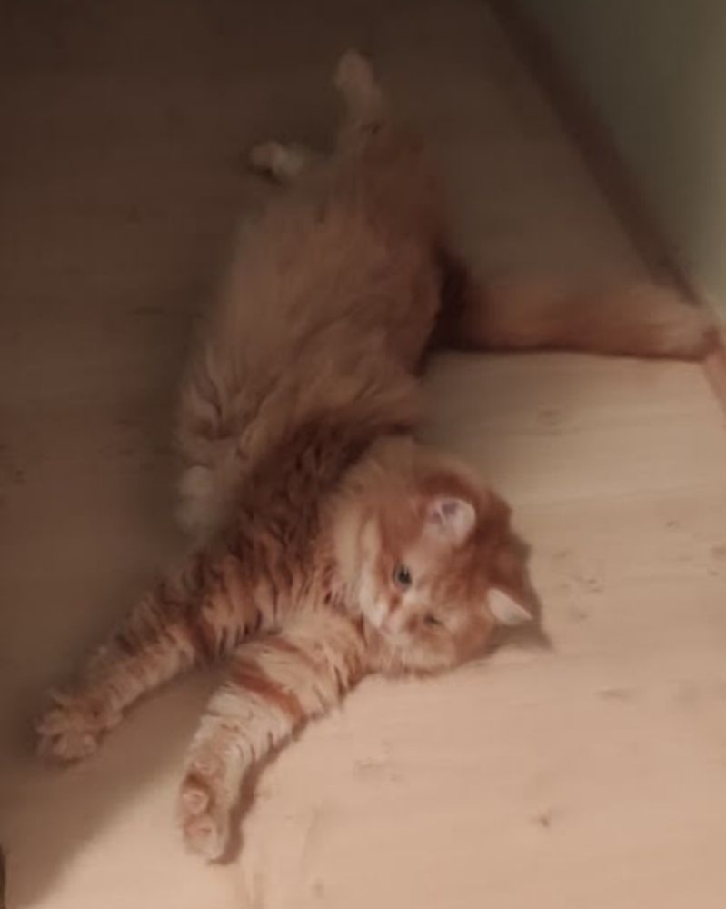 Photo of my siberian cat stretching on the floor in the same way