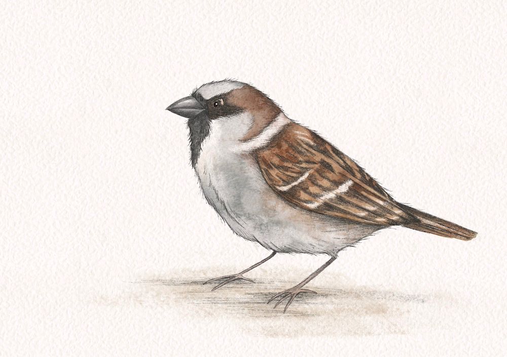 A digital illustration of a house sparrow on a white background. The bird has watercolour textures and fine line details.