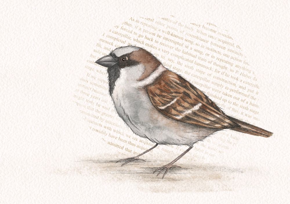 A digital illustration of a male house sparrow, in a style that is cute and simplified but still accurate for the species.