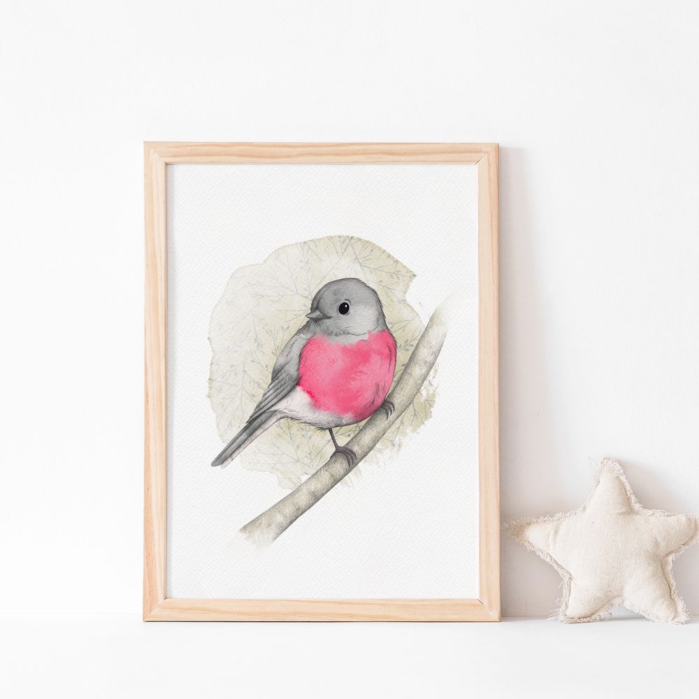 A cute illustration of a male rose robin - a grey bird with a bright pink chest - perched on a branch. The illustration is in a simple wooden frame on a white background.