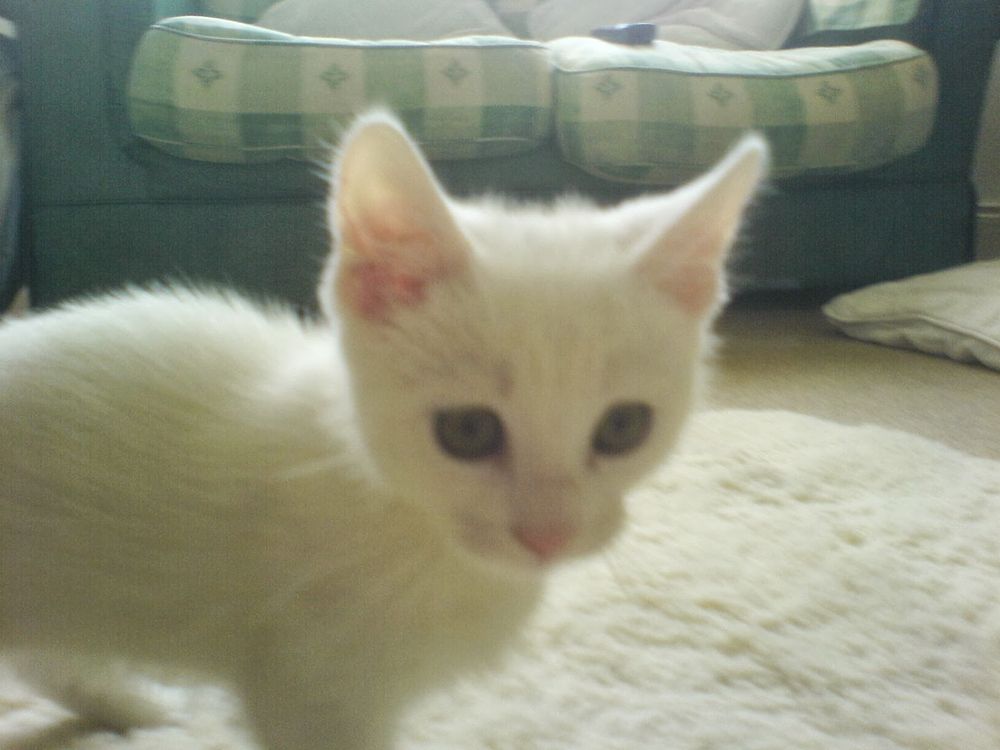 Otis as a tiny kitten