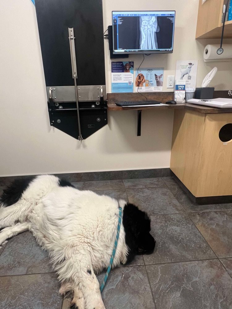 Adult Newfoundland dog laying down in hospital room. An x-ray of his paw and arm is backlit above him. 
