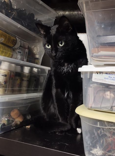 A black cat with yellow eyes and a tuft of white hair on her chest sitting between some storage containers.