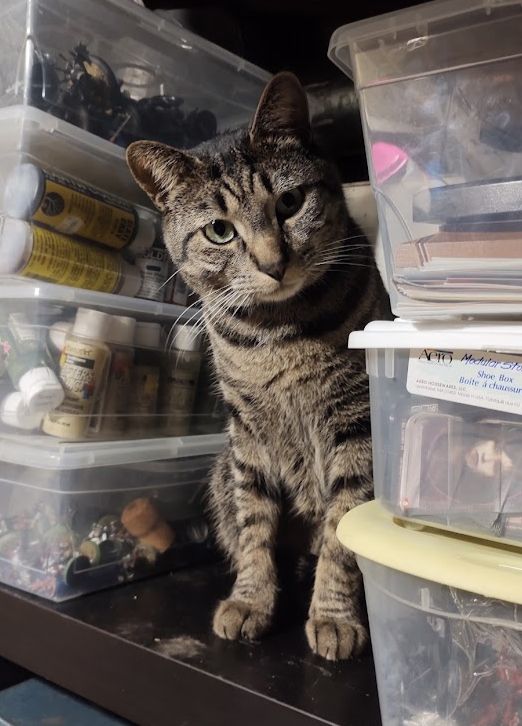 A grey and brown tabby cat with green eyes partially hidden by some storage containers.