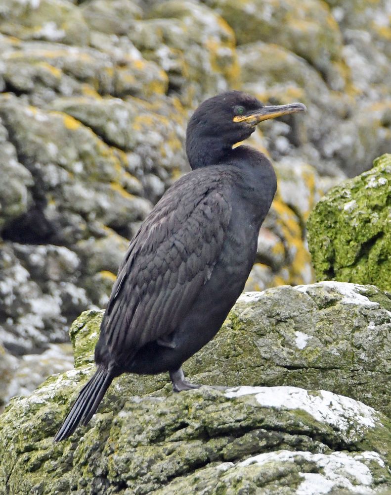 A Shag standing on a rocky reef off the Isle Of Mull Scotland