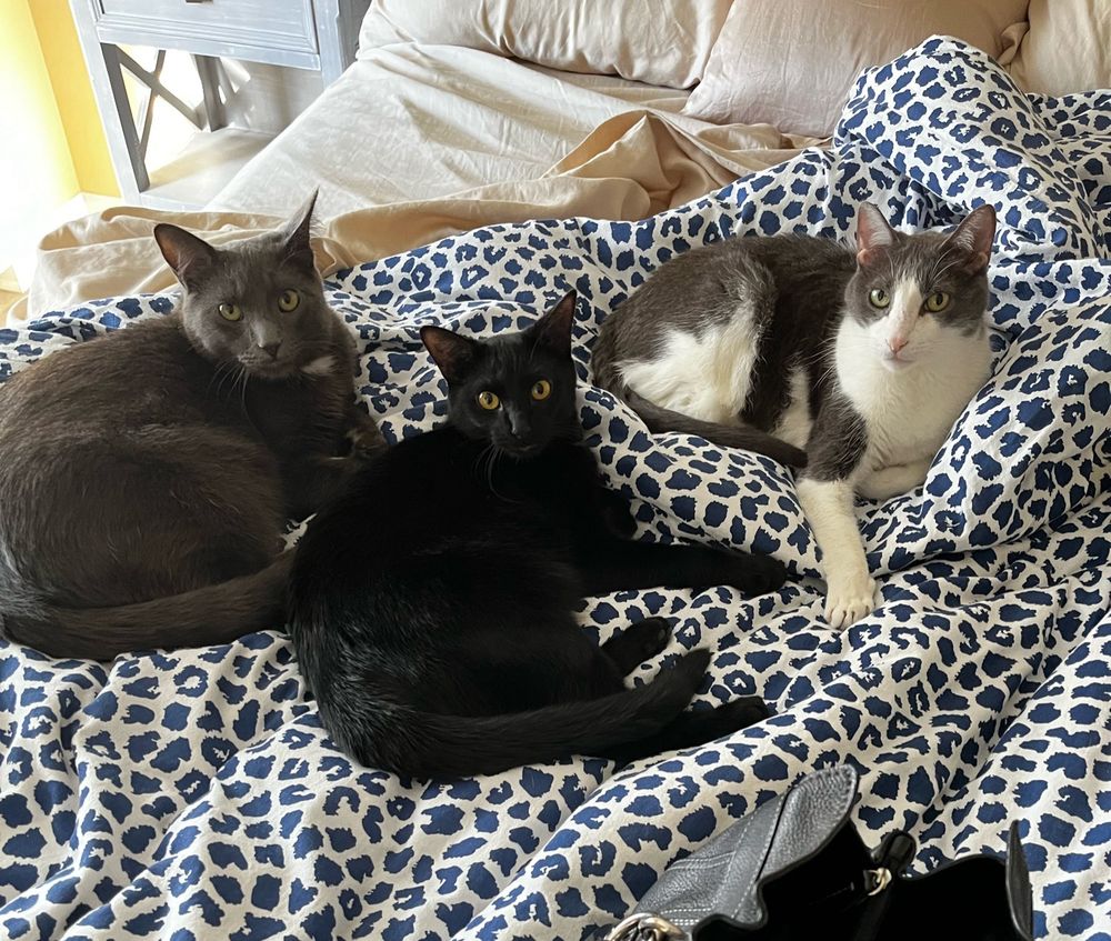 gray cat squeek, black cat spaz, gray/white cat rudy laying on blue leopard blanket staring at the camera