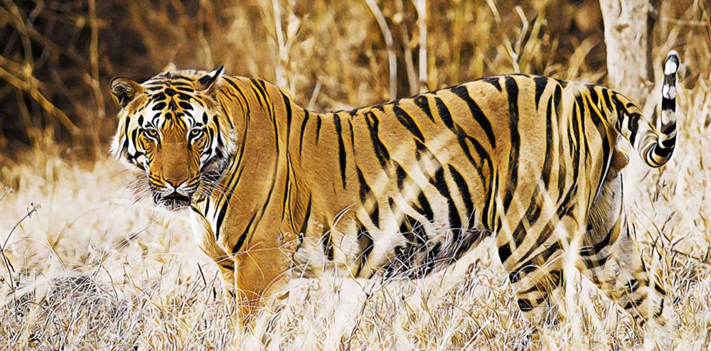 CULTURAL HERITAGE & TIGER TOUR | HolyIindia Tours