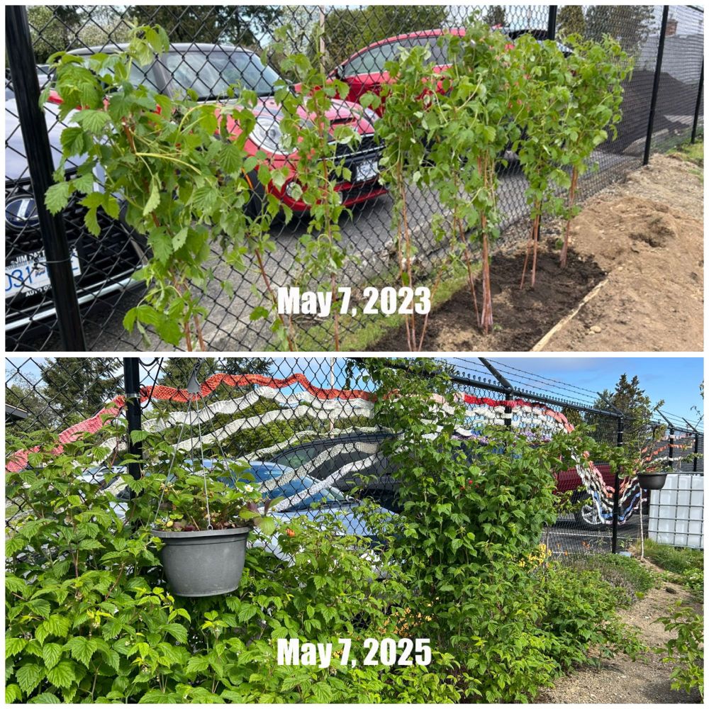 Side by side pics of a raspberry patch, 2 years apart
