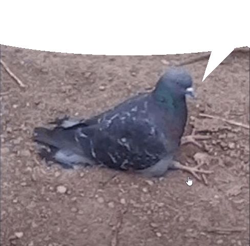 an image of a little pigeon sitting at the ground with a speech bubble intended to represent the post above as its thoughts