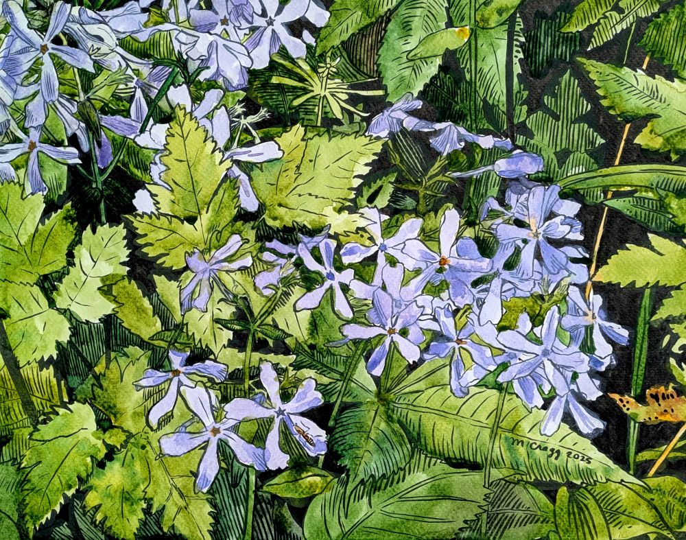 Watercolour painting over copic marker drawing of small star-shaped light purple flowers scattered through a background of jagged edged leaves in various shades of light to dark green.