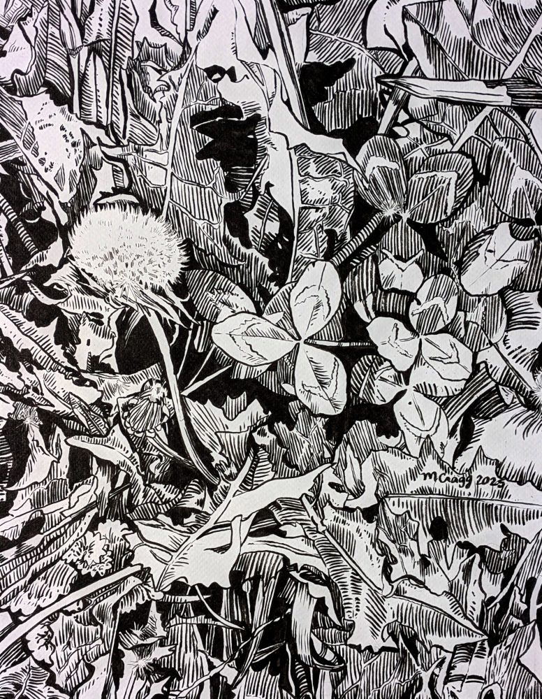 A copic marker drawing of a fluffy dandelion seed-head surrounded by dandelion leaves and clover leaves interspersed with blades of grass and other plants.
