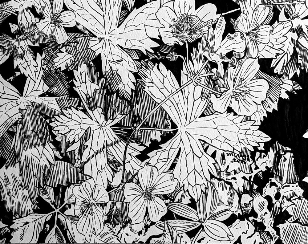 A copic marker drawing of seven wild geranium flowers with their five pointed leaves interlaced in the background.