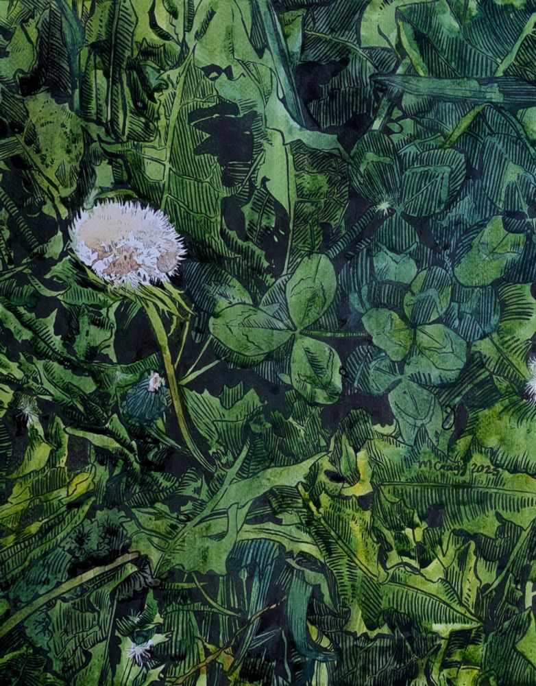 A watercolour painting of a fluffy dandelion seed-head surrounded by dandelion leaves and clover leaves interspersed with blades of grass.