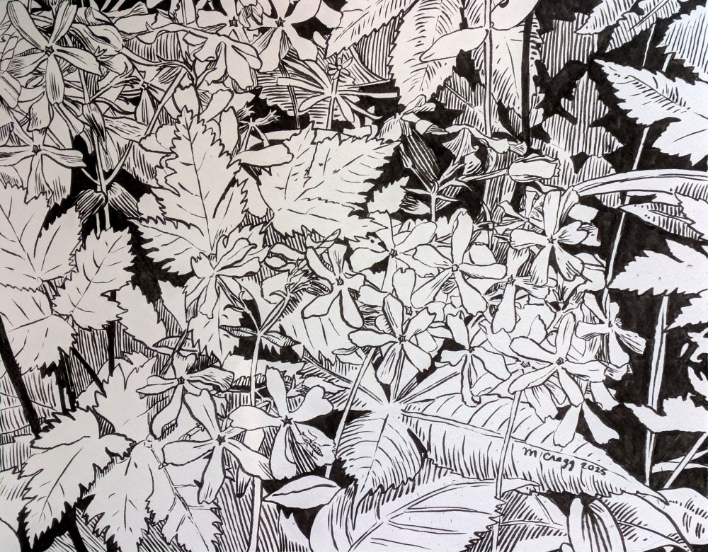A black and white copic marker drawing of clusters of star-shaped flowers, tangled among jagged edges leaves.