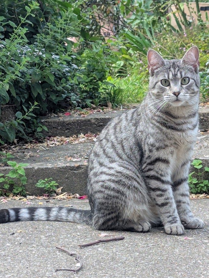 A picture of a cute cat in a garden looking at the camera