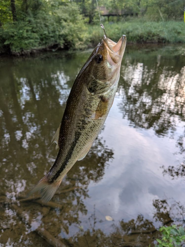 A largemouth bass
