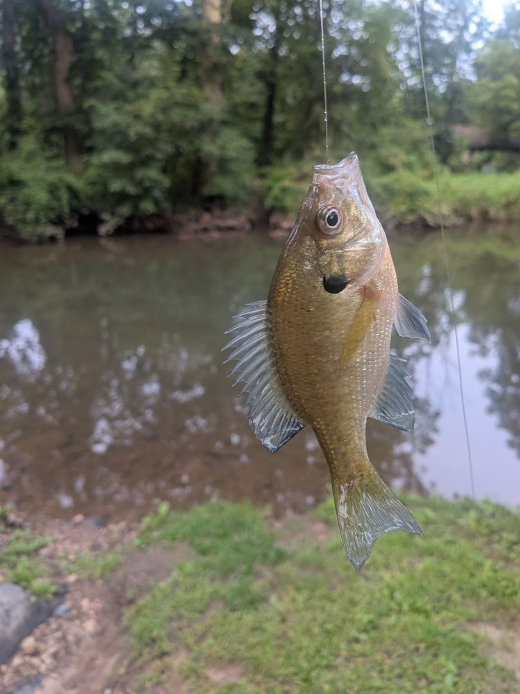 A small bluegill, fins erect on a line