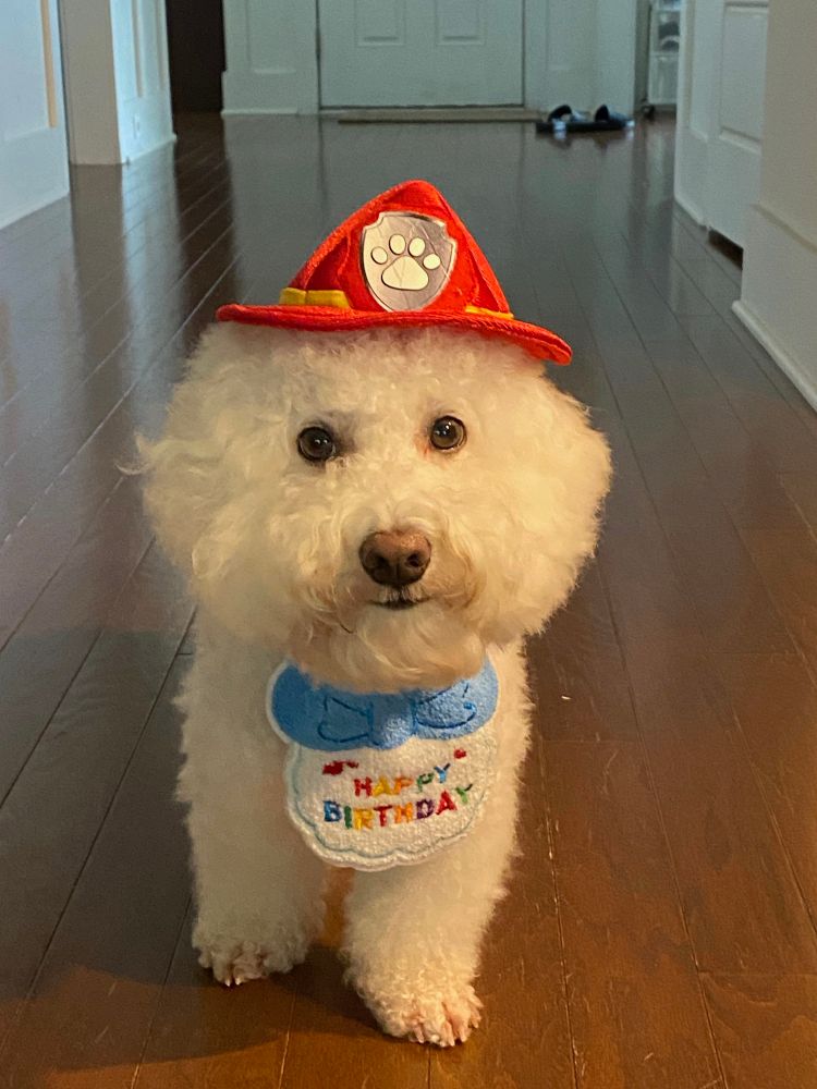 My dog named King
