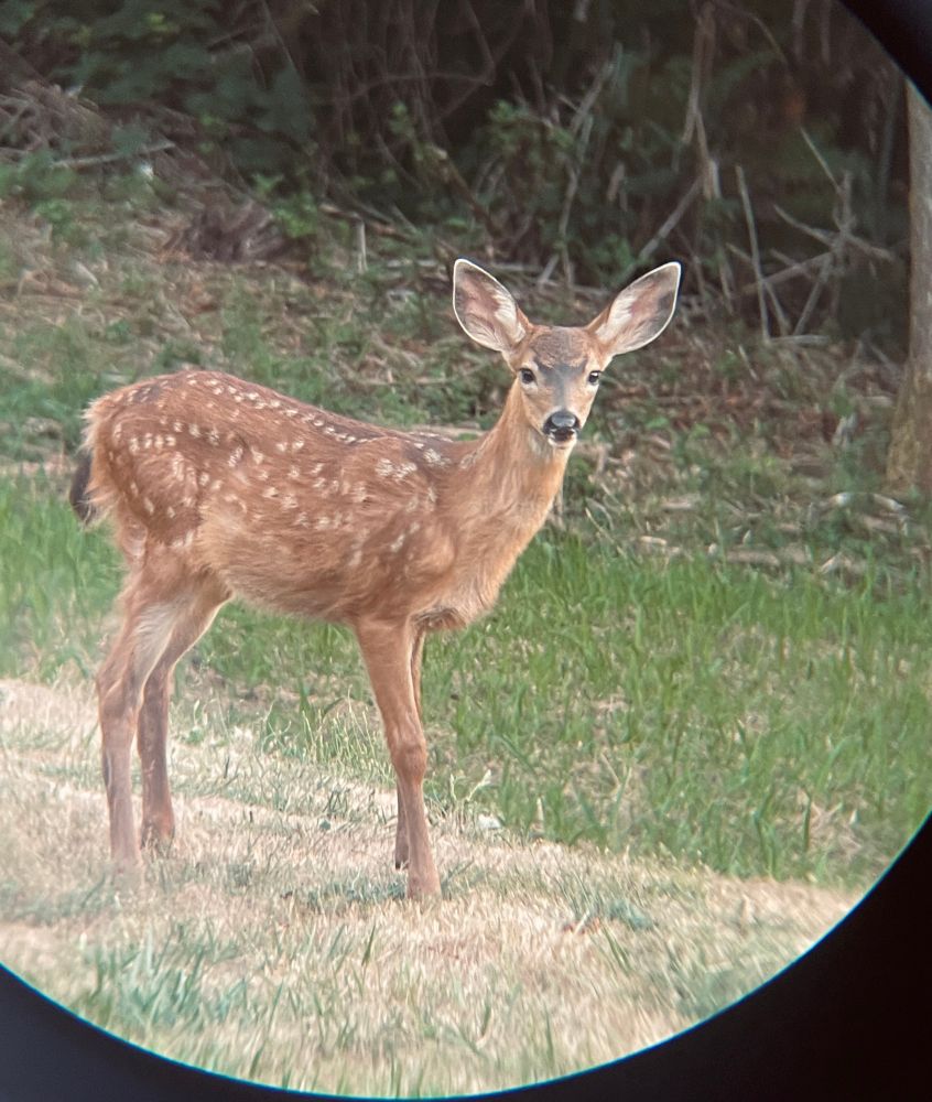CUTE BABY FAWN LOOKIN RIGHT AT YOU!!