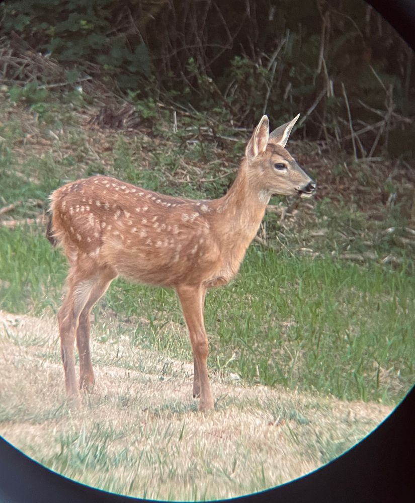 CUTE BABY FAWN LOOKING TO THE SIDE