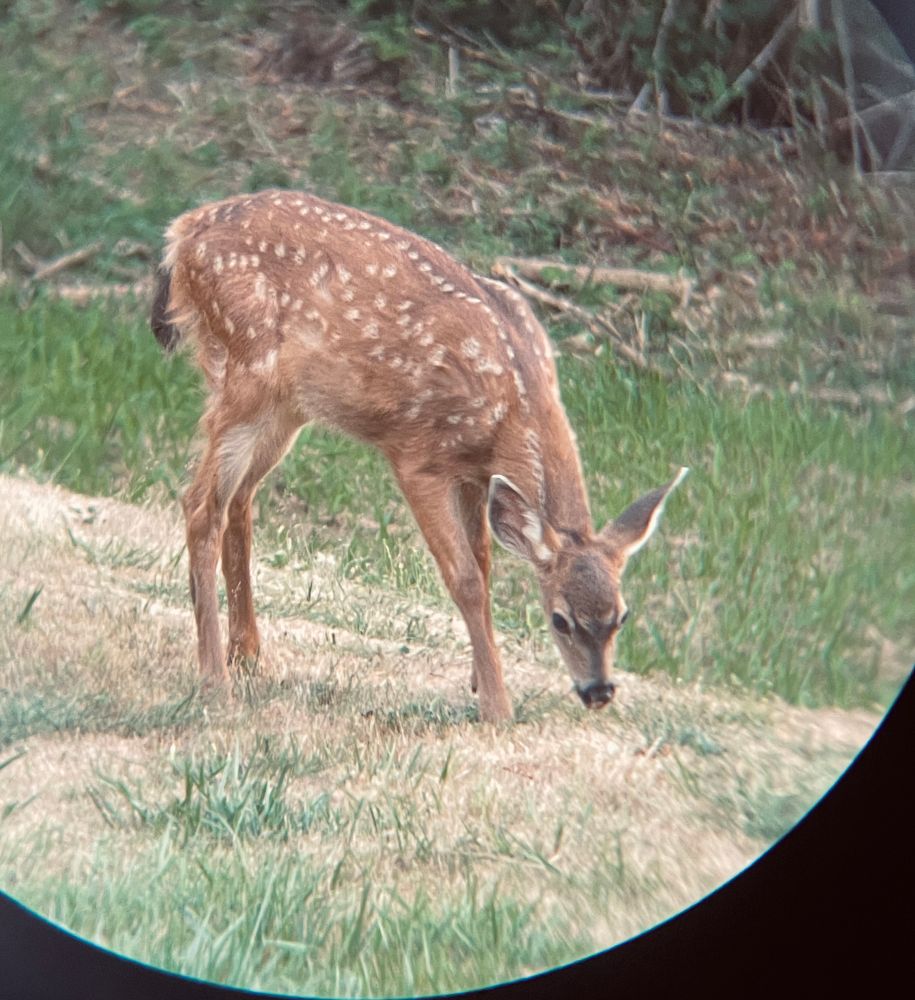 CUTE BABY FAWN EATING MORE GRASS