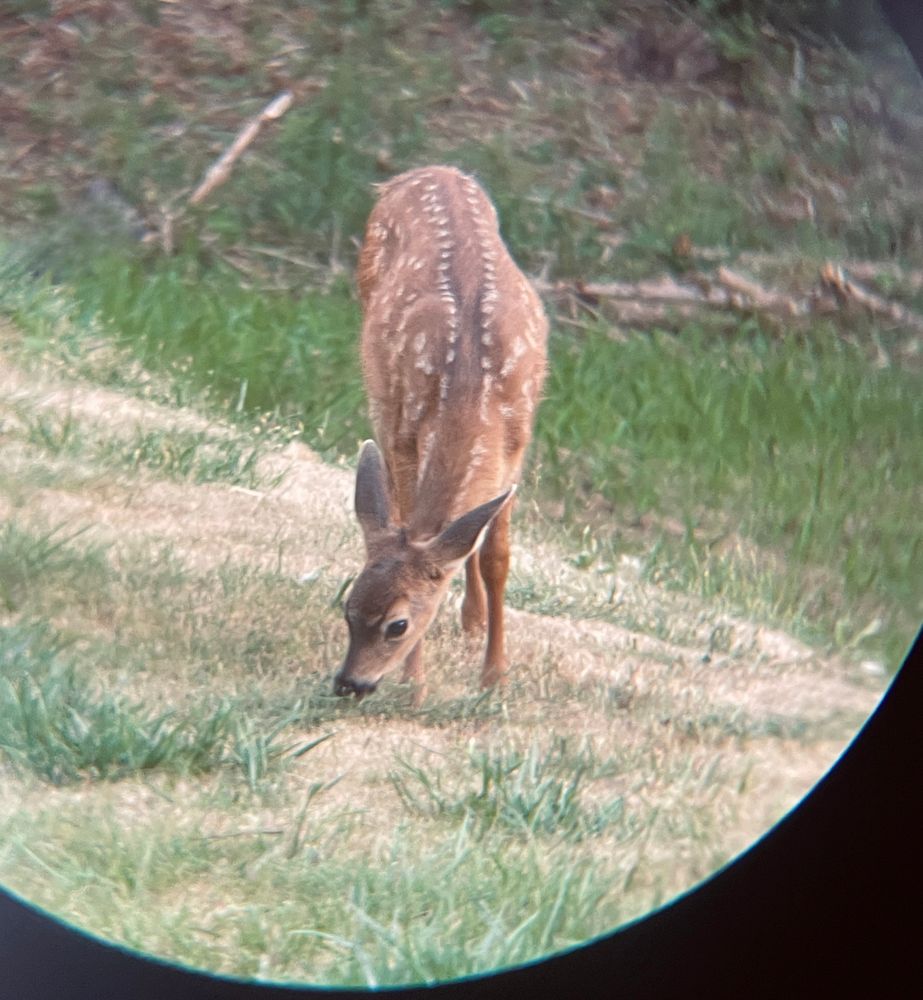 CUTW BABY FAWN EATING GRASS