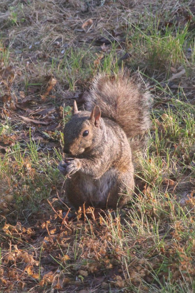 A squirrel eating fallen birdseed in a yard