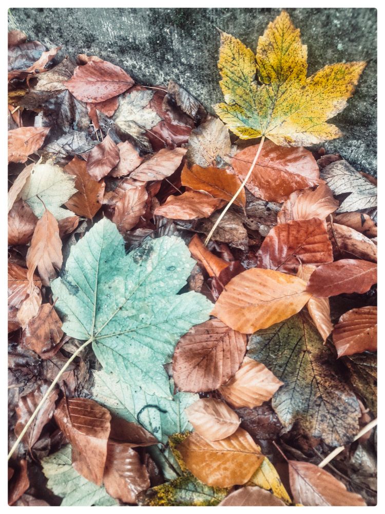 tree leaves on the ground
color palette : brown green yellow 