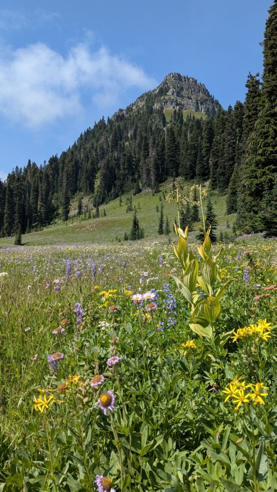 A field of blue, white, and yellow wildflowers in the foreground leads the viewer's eye through a lush green meadow up a hillside of evergreen trees to a rocky mountain peak. 
