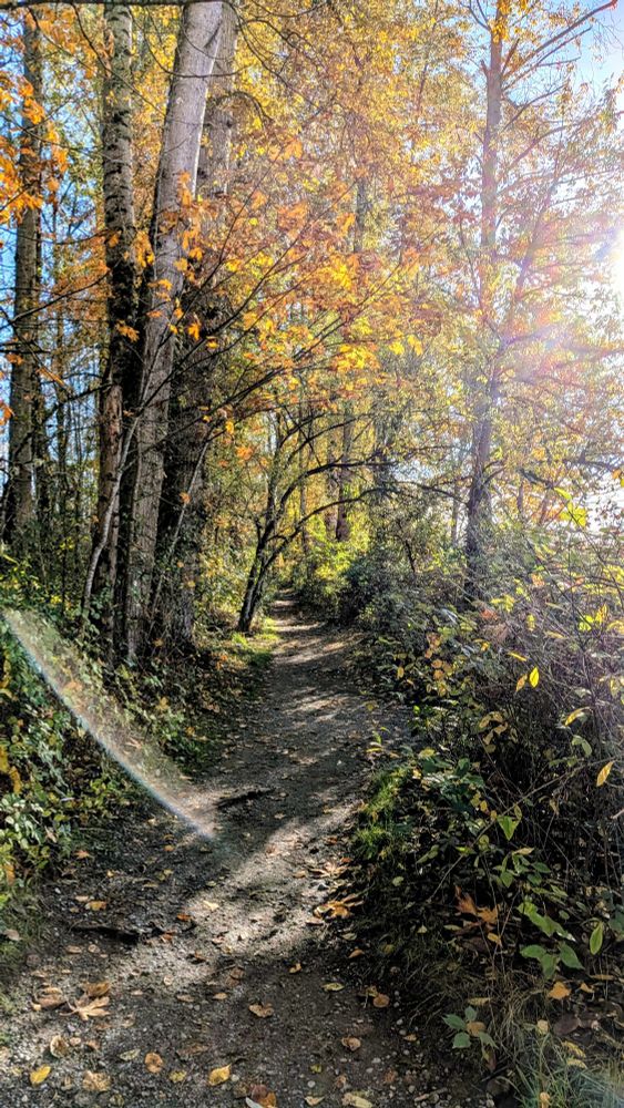 Sunlight illuminates a trail through trees in autumn color with leaves on the ground. 