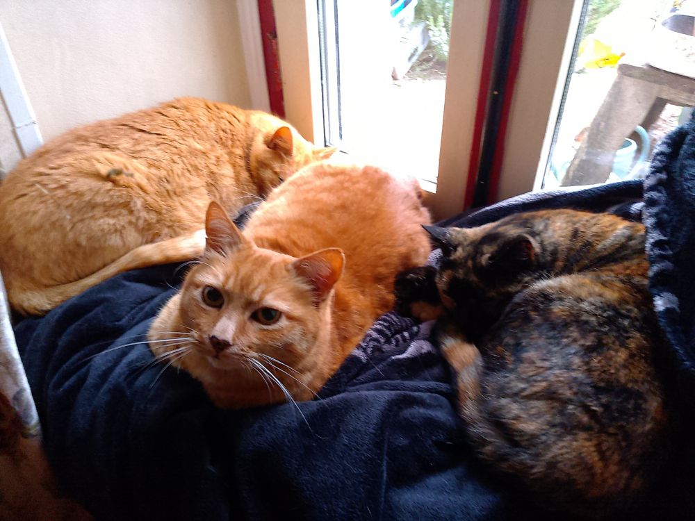 Two ginger cats and one calico cat in front of a window on a black blanket.