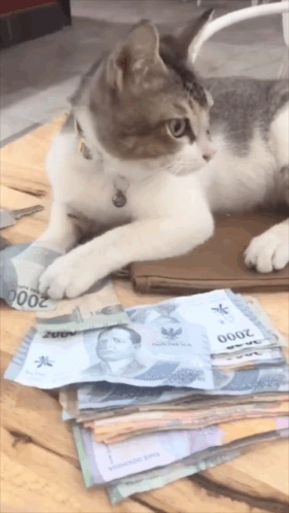 a cat laying on a pile of money with a 2000 bill