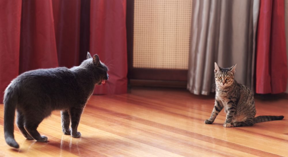 Cat Cafe with Ayoe Hoff & Peter Sandøe
