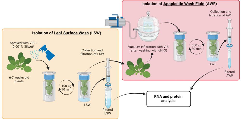 Protocol for isolating RNA from the surfaces and apoplastic spaces of plant leaves.