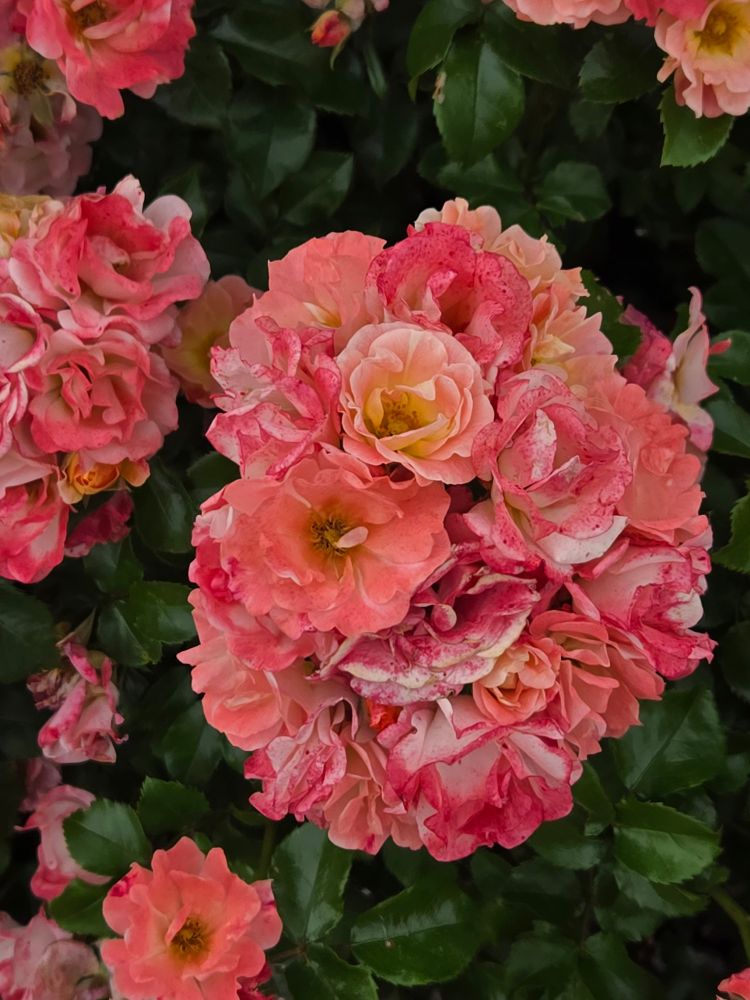 Blush pink and coral roses with dark green leaves