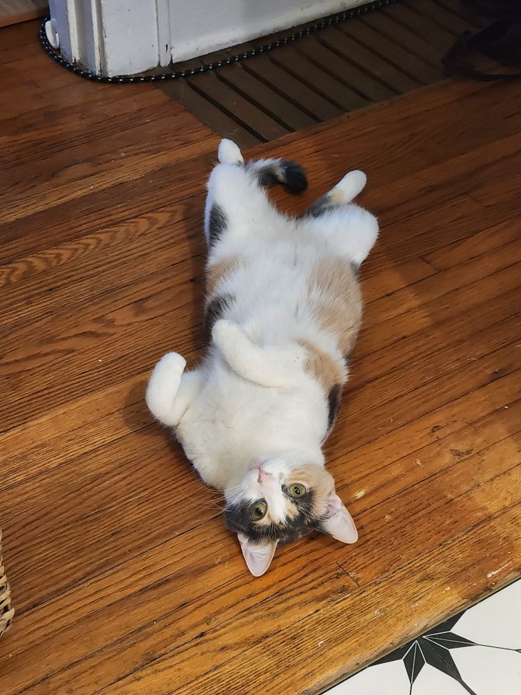 Calico cat on her back looking into the camera
