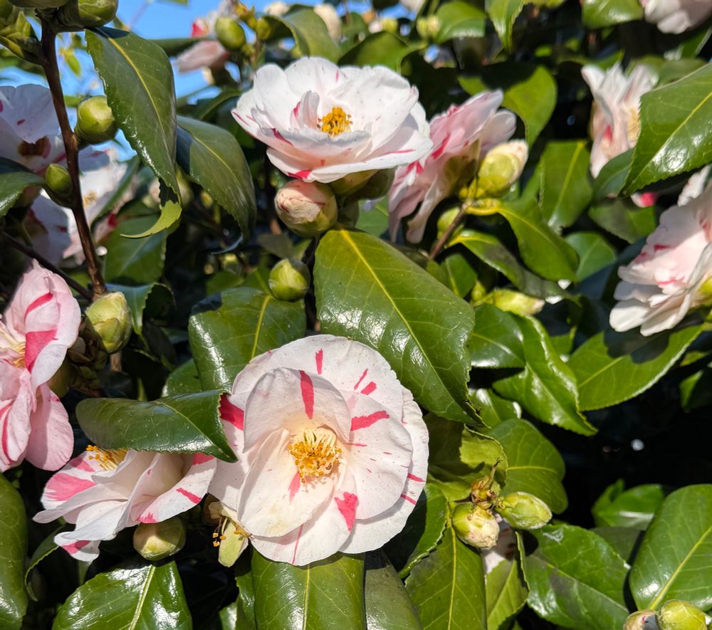 Pink and white stripe camellia 