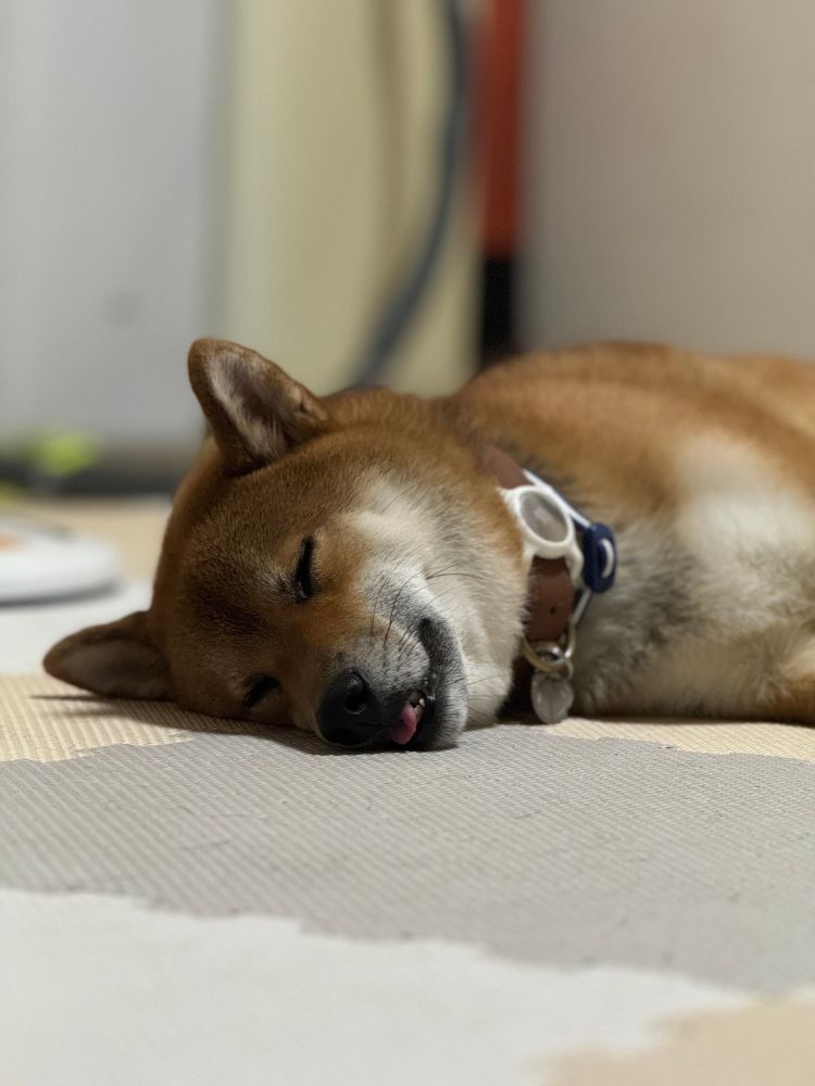 舌をだして寝ている柴犬の写真です。
ん〜 好き