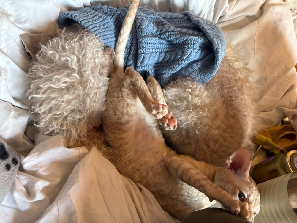 A happy knot of blue-bejumpered  Bedlington and cream kitten rolling on him in a morning messy bed. 