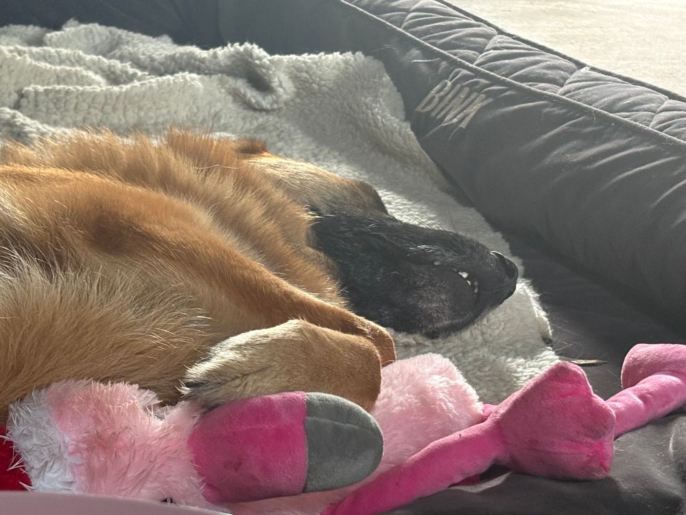 A honey coloured German shepherd sleeping  with a flamingo in a Father Christmas hat