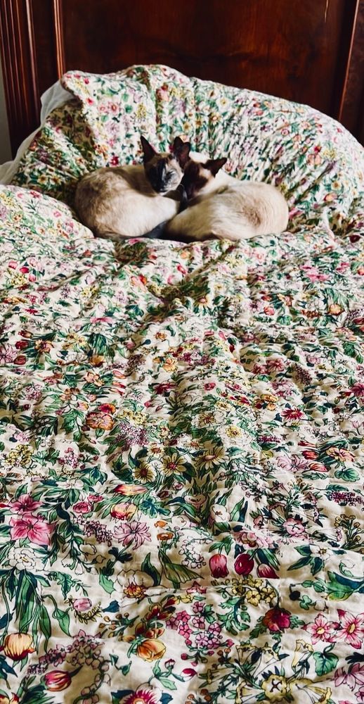 Two Siamese cats are asleep, curled up facing each other, their little heads side by side. They are next to the pillow end of a bed that's covered with a wildflower floral quilt - it's busy multicoloured pattered contrasts their tonal neutral elegance 