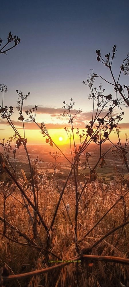 L'alba fotografata da un'altura attraverso la vegetazione arsa dal sole.
