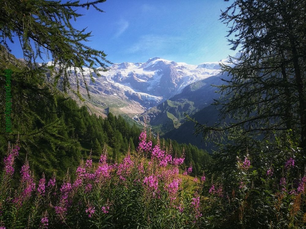Il Monte Rosa dal punto panoramico sulla strada che collega  Staffal (Gressoney La Trinité) alla Cappella di Sant'Anna. La montagna innevata appare in mezzo agli abeti e a una grande macchia rosa  di Camenèrio (Epilobium angustifolium)
