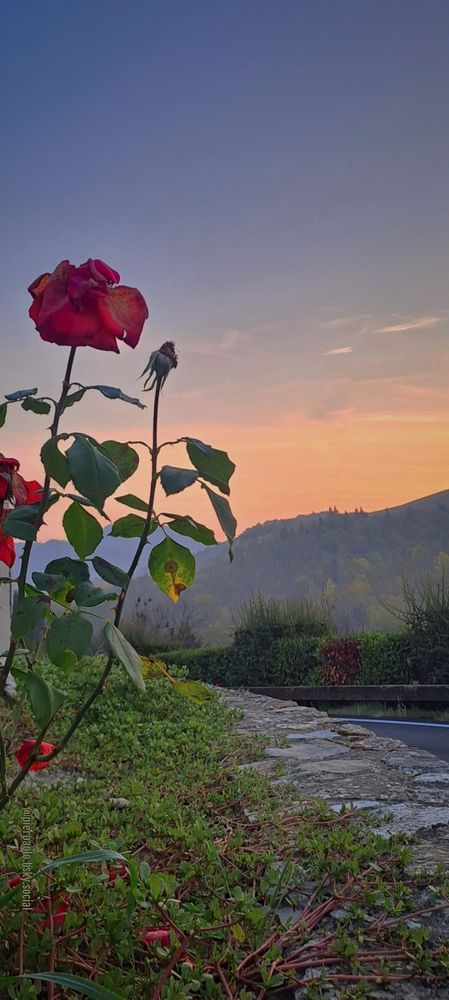 In un'aiuola creata da un muro di contenimento in pietra a lato di una strada, delle rose rosse che hanno perso del tutto o in parte i loro petali si stagliano di fronte ad un paesaggio collinare che, all'alba, è illuminato dai primi raggi del sole.