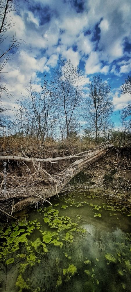 Dei tronchi sradicati sono adagiati nel letto del fiume in tratto in cui, sull'acqua stagnante, delle alghe di un verde vivo ne ricoprono la superficie. Sulla sponda del fiume, la vegetazione è ormai spoglia e secca.