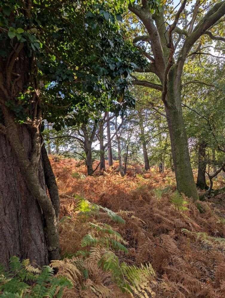 Trees and bracken, recently provided with a nitrogen boost by yours truly 