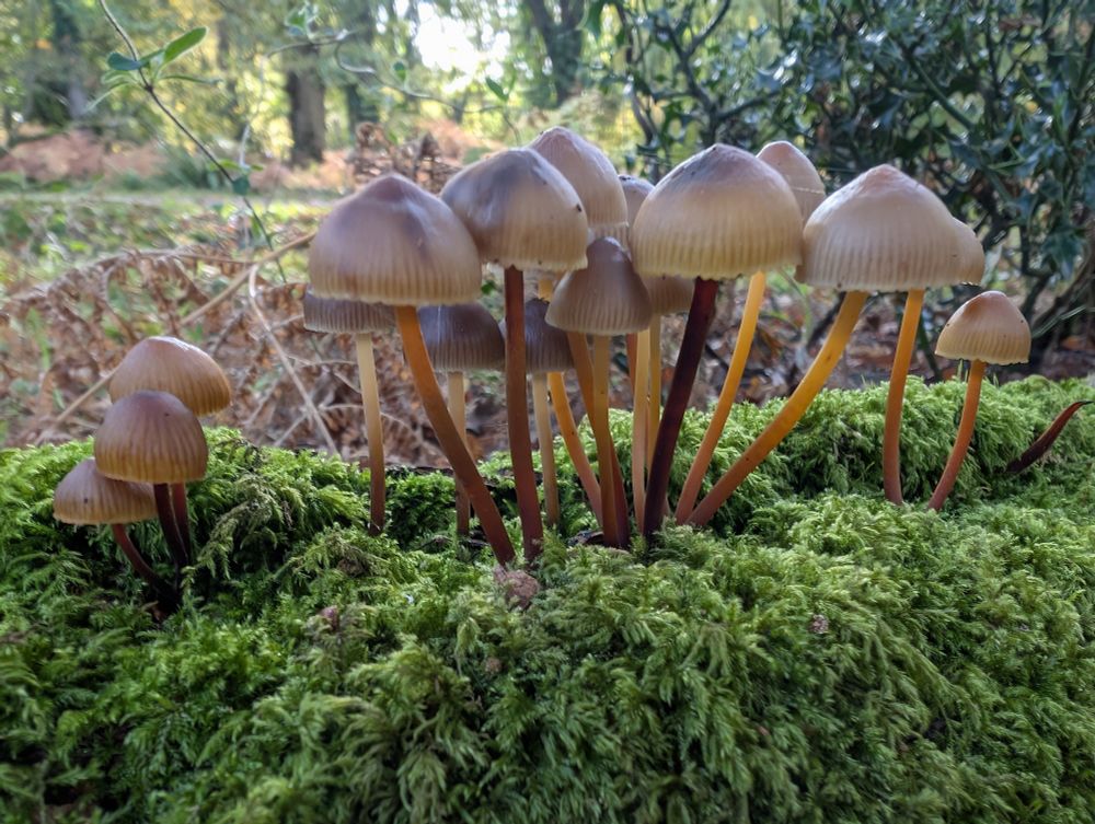 A little clump of toadstools on a very mossy log