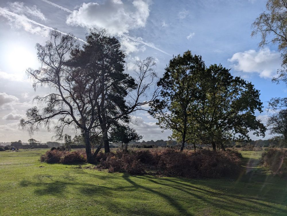 Trees in the foreground with heath and the sun beyond near Ober Corner 