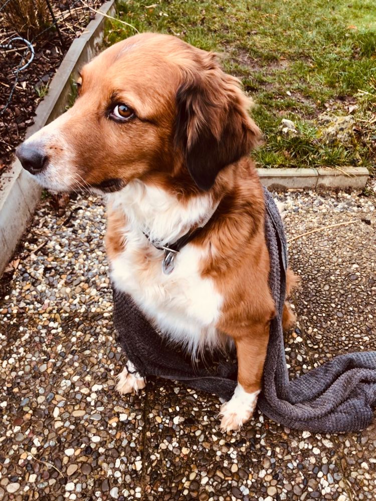 Hund schaut verstohlen nach oben, ein Handtuch um sich gewickelt